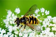 Myathropa florea(♀)