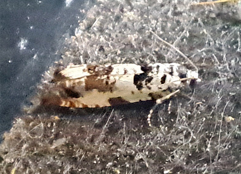 Eucosma campoliliana