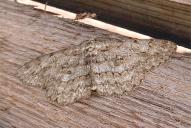 Hypomecis punctinalis(♂)