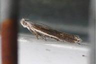 Sophronia semicostella