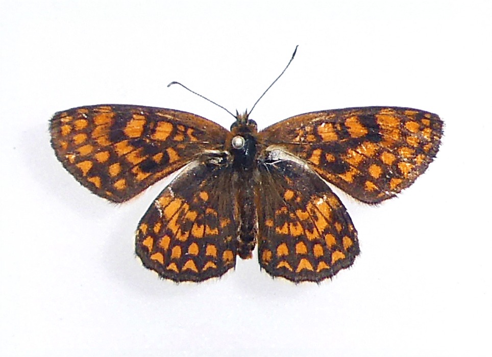 Melitaea celadussa(♂)