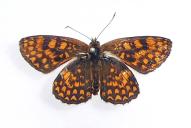 Melitaea celadussa