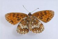 Melitaea celadussa(♂)