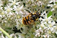 Myathropa florea(♀)