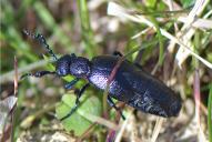 Meloe proscarabaeus(♂)