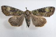 Anaplectoides prasina