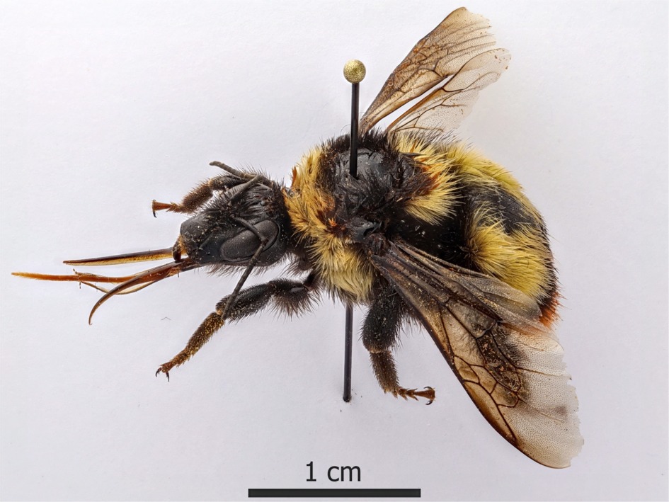 Bombus niveatus vorticosus