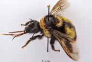 Bombus niveatus vorticosus