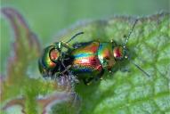 Chrysolina fastuosa(♀♂)