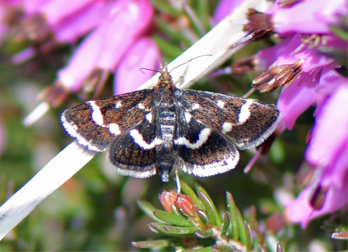 Pyrausta nigrata