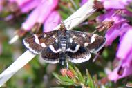 Pyrausta nigrata