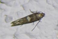 Acrolepiopsis assectella