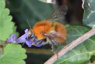 Bombus pascuorum ssp. pascuorum