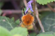 Bombus pascuorum ssp. pascuorum
