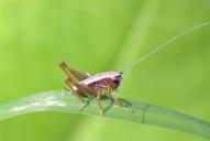 Metrioptera brachyptera(♀ Nymphe)