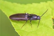 Athous haemorrhoidalis