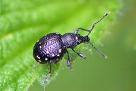 Otiorhynchus gemmatus