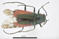 Malachius scutellaris