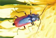 Malachius scutellaris