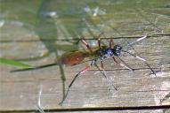 Echthrus reluctator(♀)