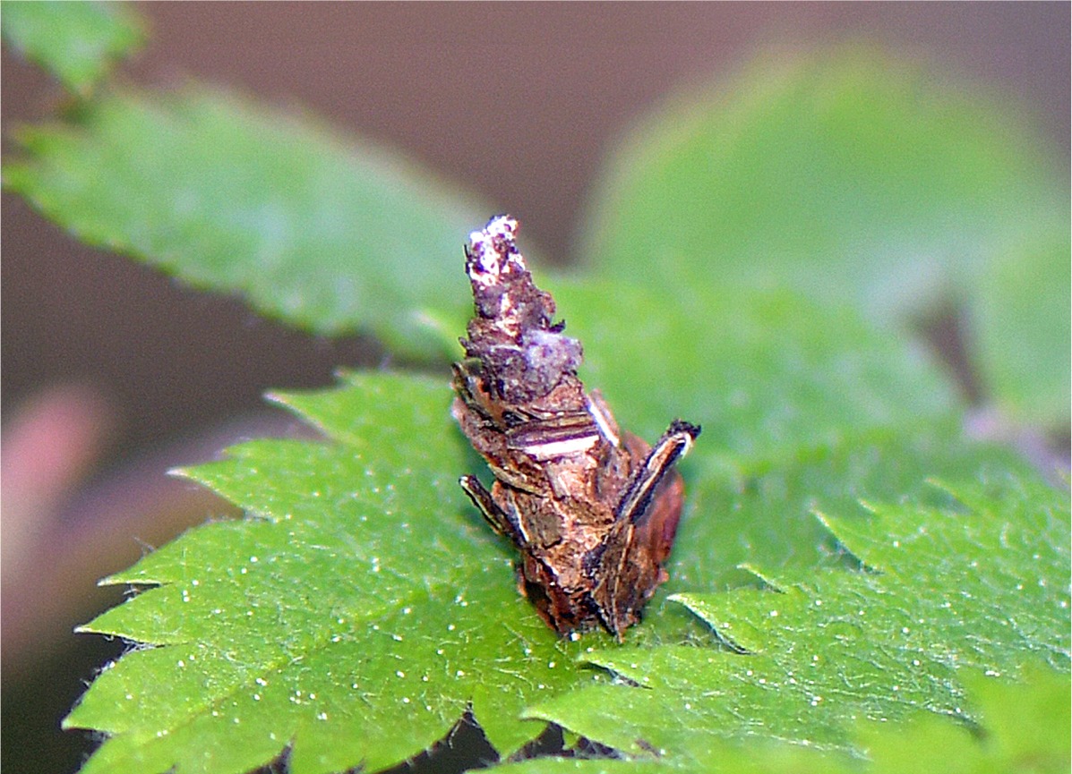 Sterrhopterix fusca(Raupensack)