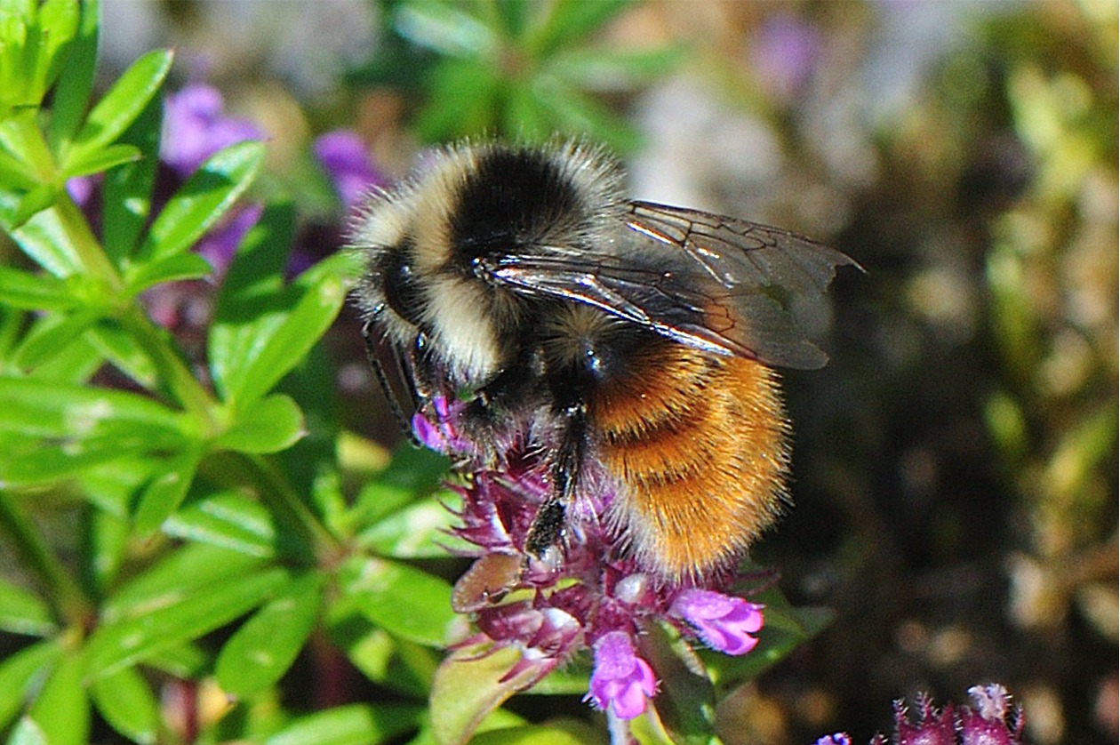 Bombus monticola ssp. alpestris