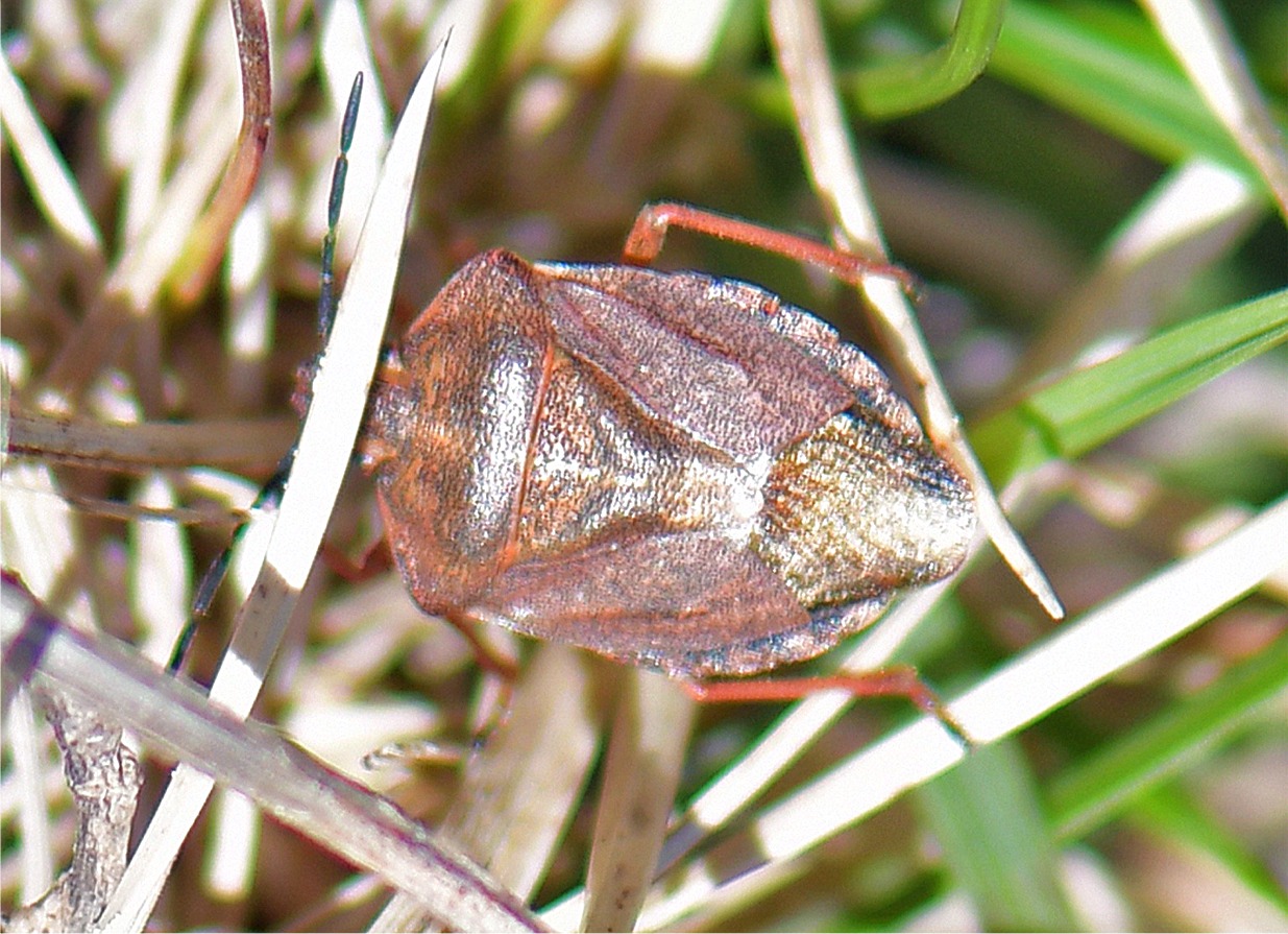 Carpocoris melanocerus