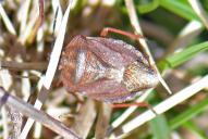 Carpocoris melanocerus