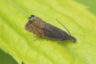 Dichrorampha plumbana