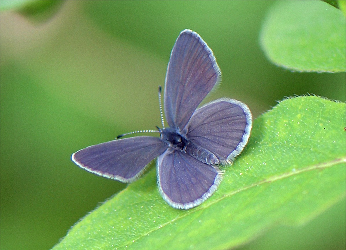 Cupido minimus(♂)