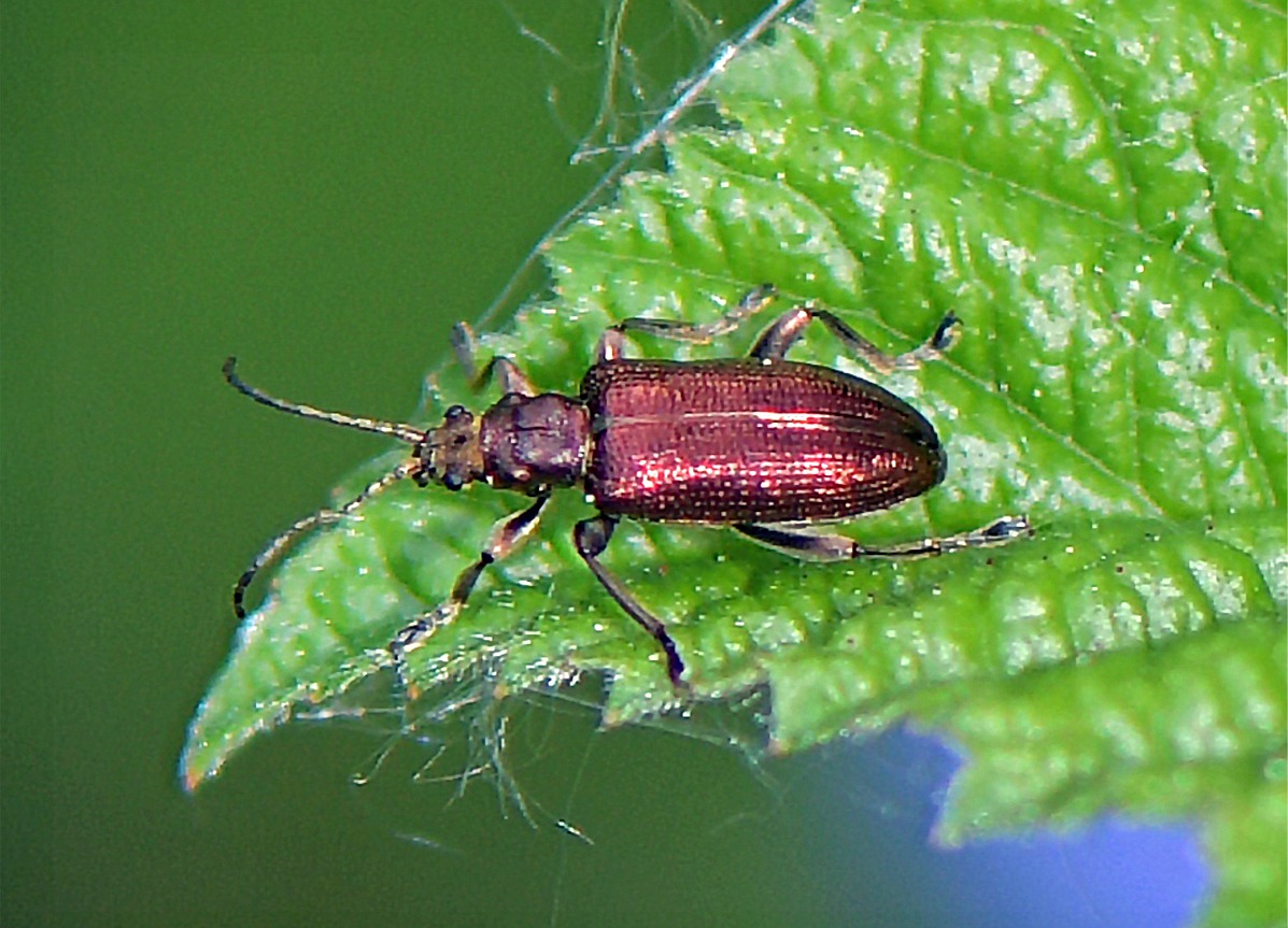Plateumaris sericea