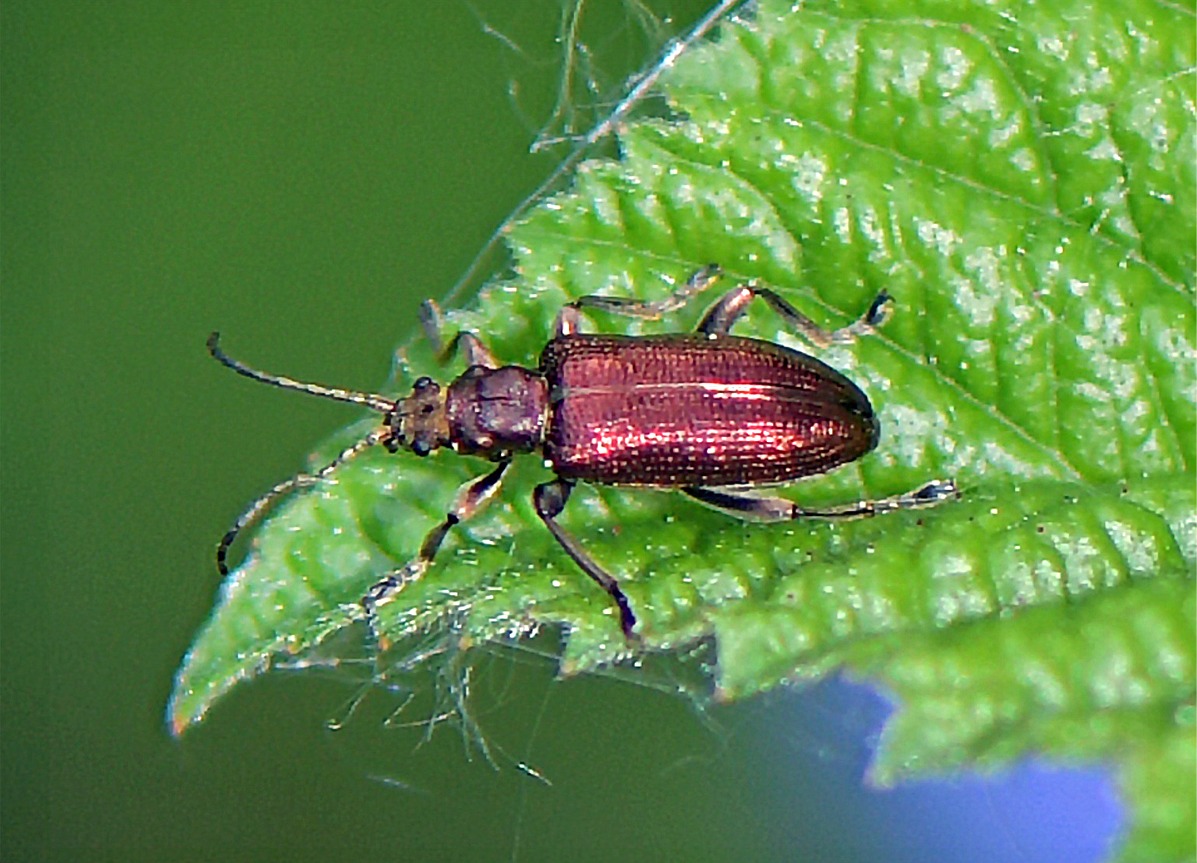 Plateumaris sericea