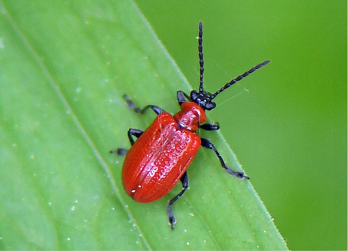 Lilioceris lilii