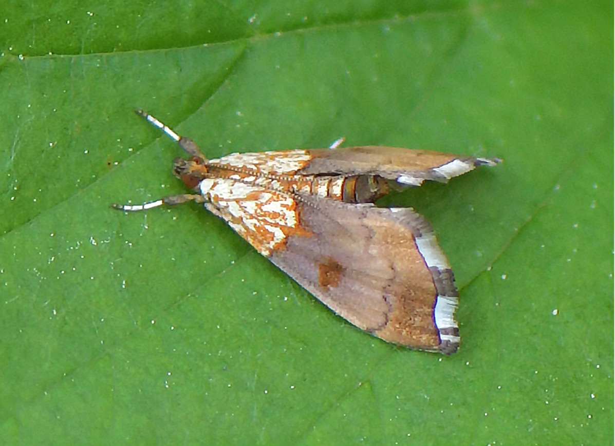 Agrotera nemoralis