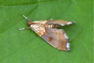 Agrotera nemoralis