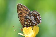 Melitaea diamina