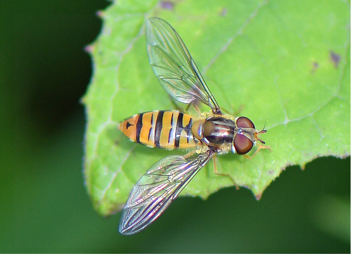 Episyrphus balteatus