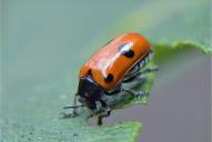 Clytra quadripunctata