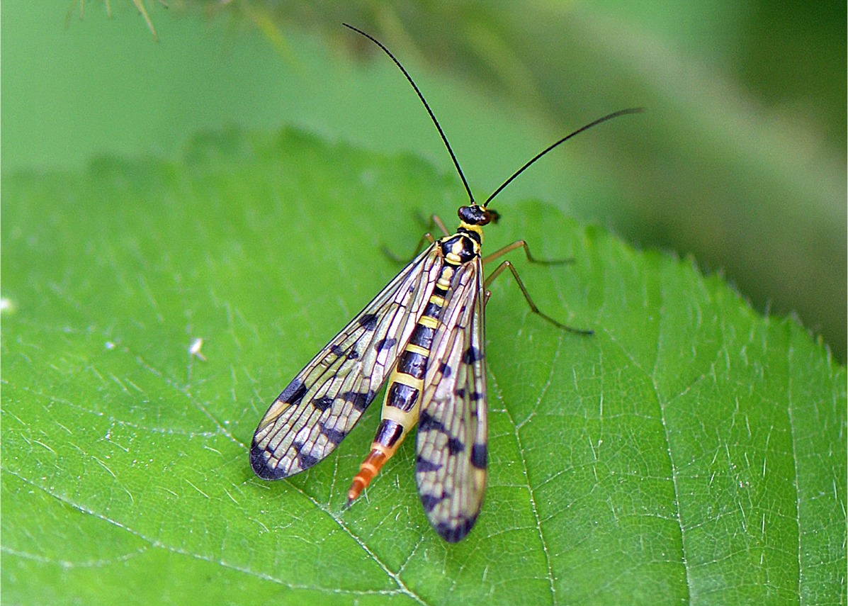 Panorpa germanica(♀)