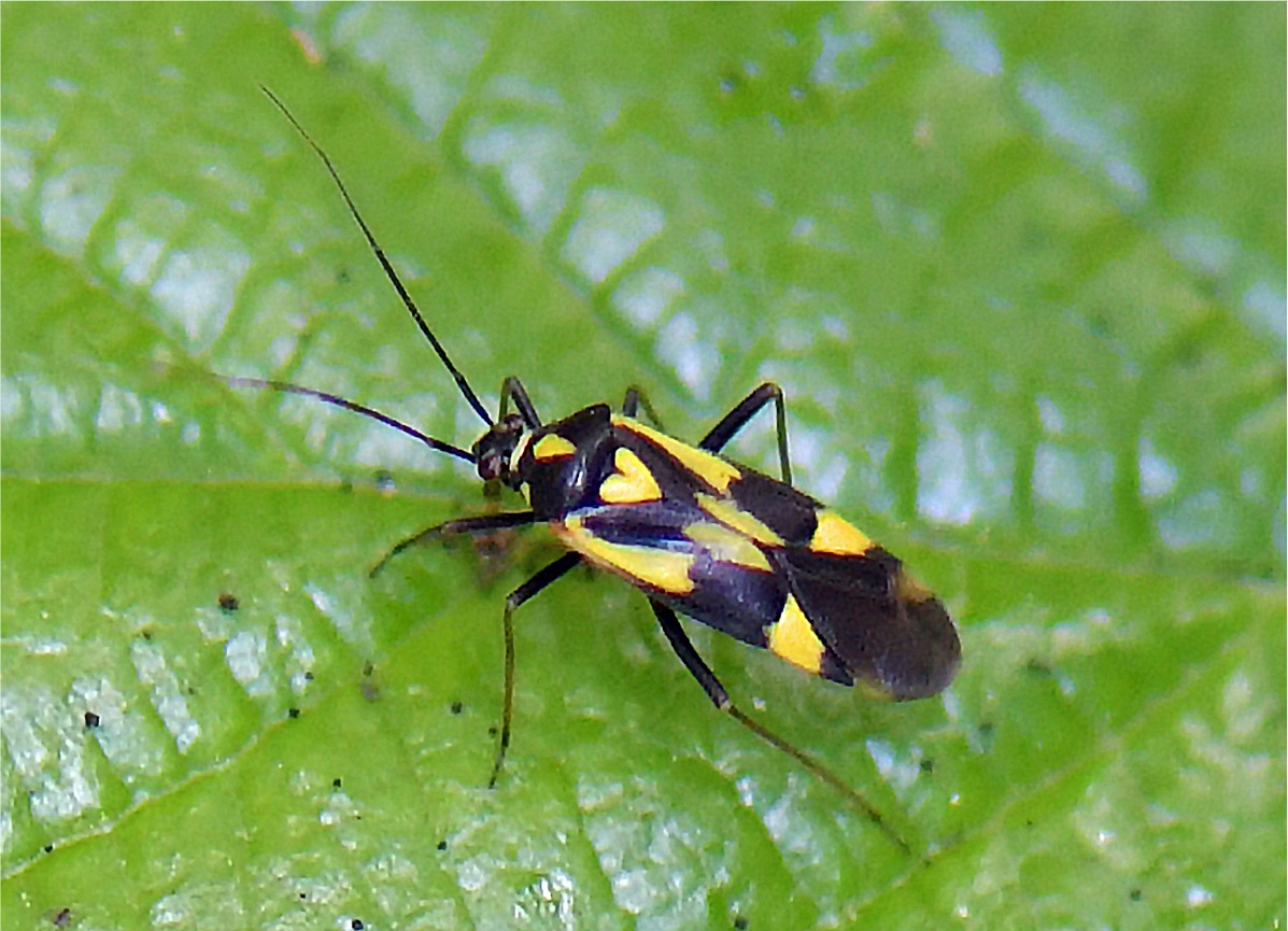 Grypocoris sexguttatus