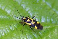 Grypocoris sexguttatus