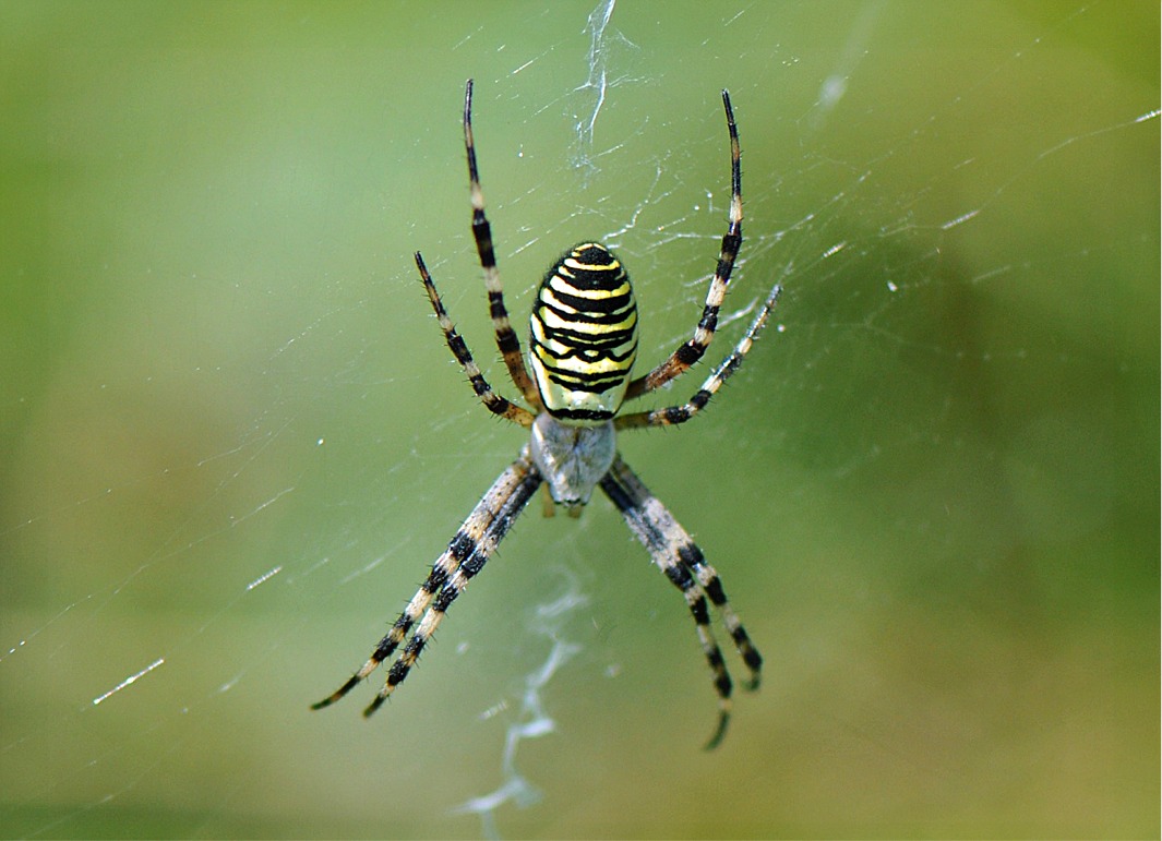 Argiope bruennichi(♀, Rückenansicht)