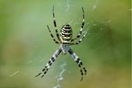 Argiope bruennichi