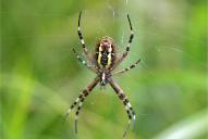 Argiope bruennichi(♀; Ventralansicht)