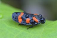 Cercopis sanguinolenta