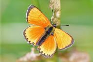 Lycaena virgaureae