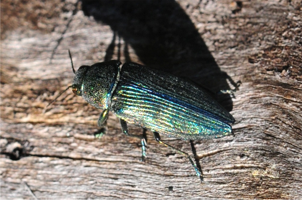 Buprestis rustica