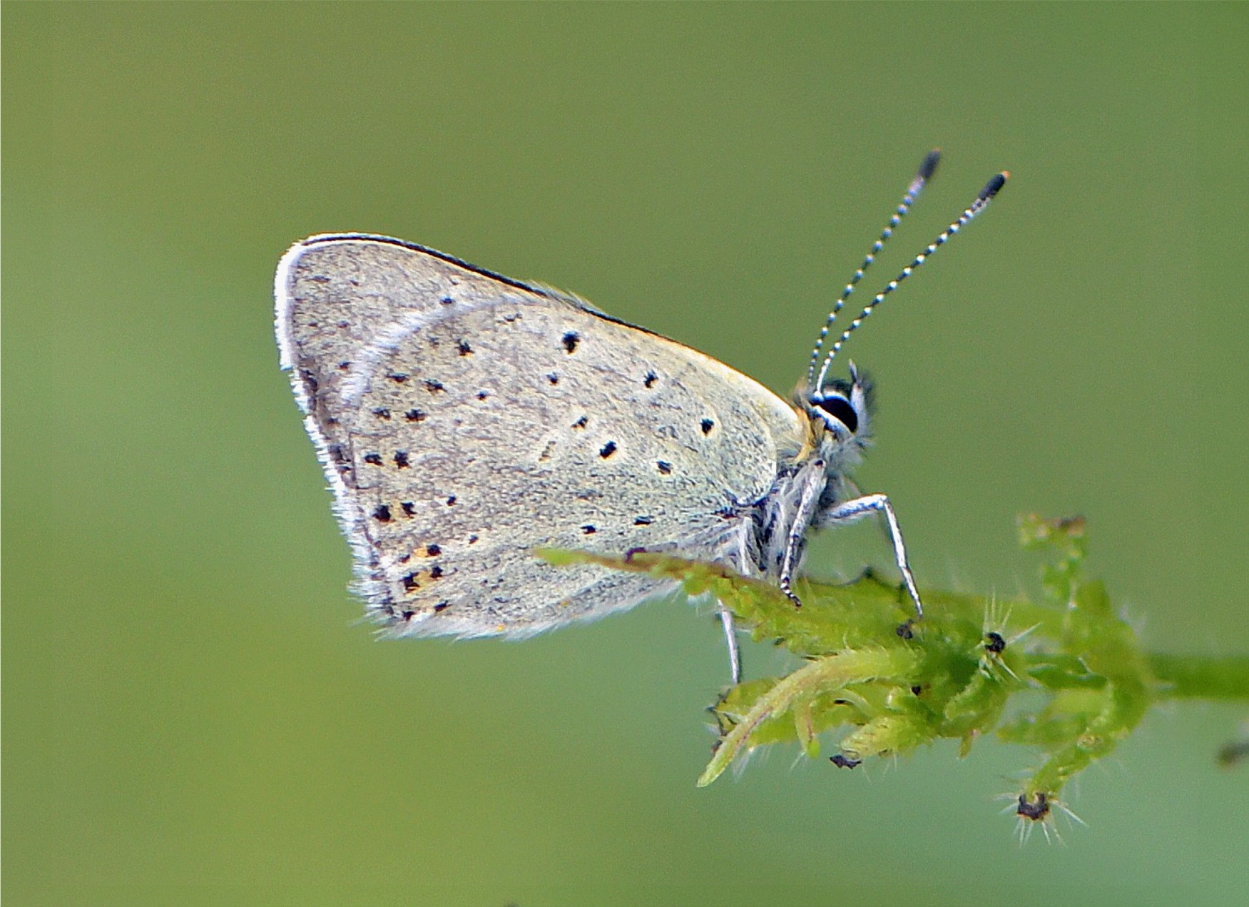 Lycaena tityrus