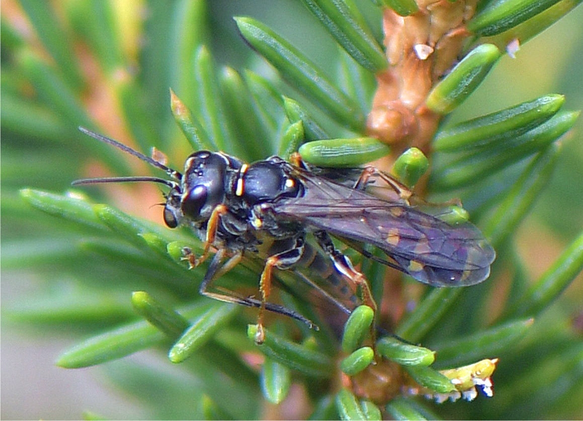 Mellinus arvensis(mit einer Schwebfliege als Beute)