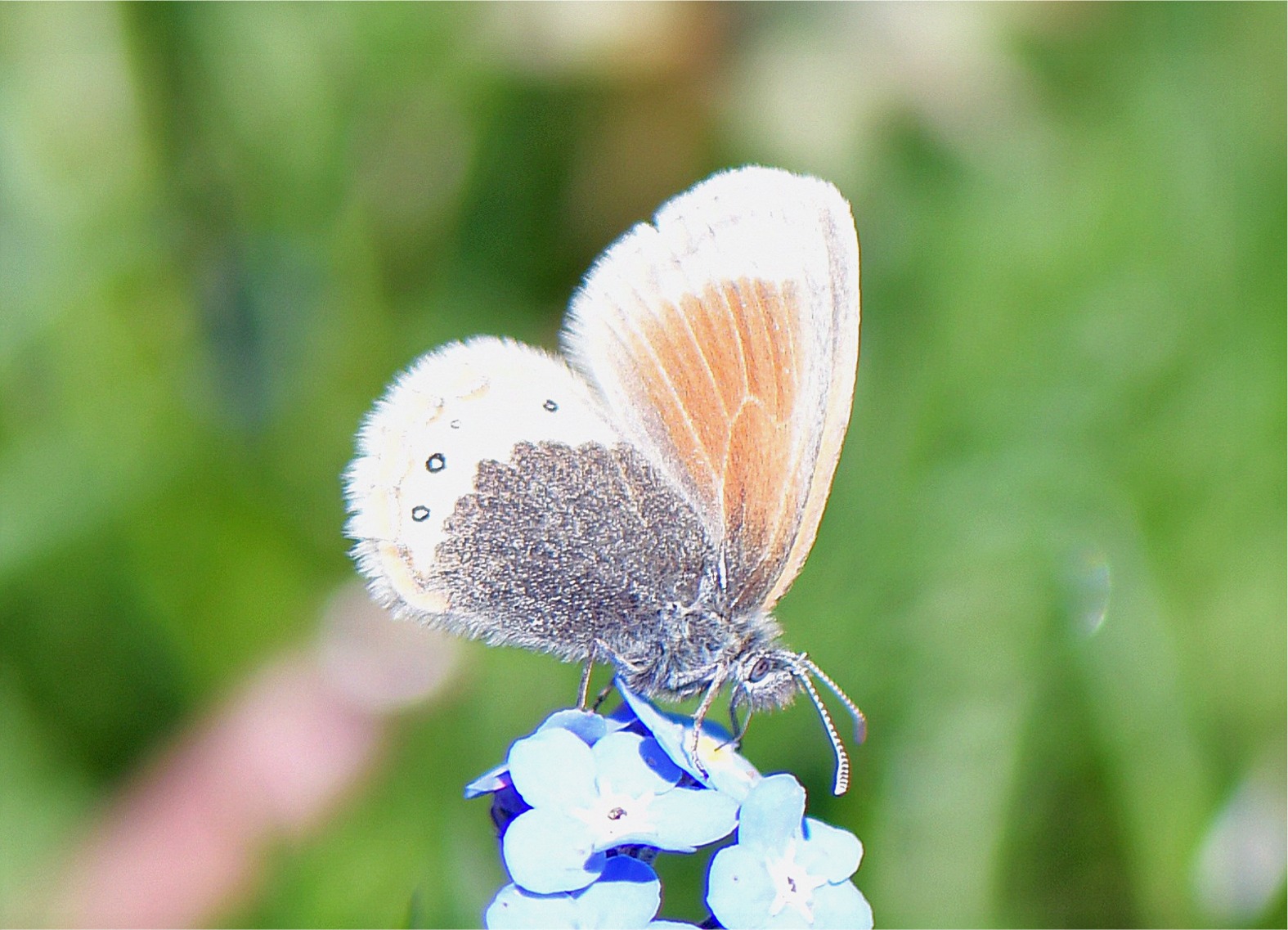 Coenonympha gardetta gardetta